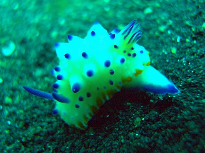 Hypselodoris