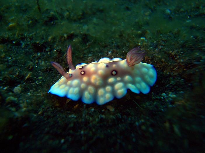 Chromodoris hintuanensis