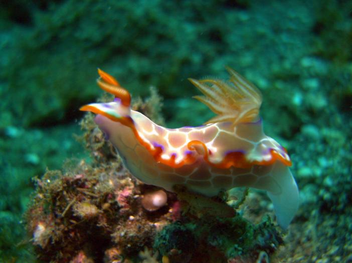 Hypselodoris iacula