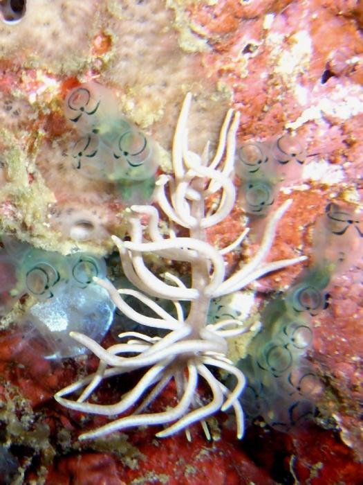 Phyllodesmium (briareum  )