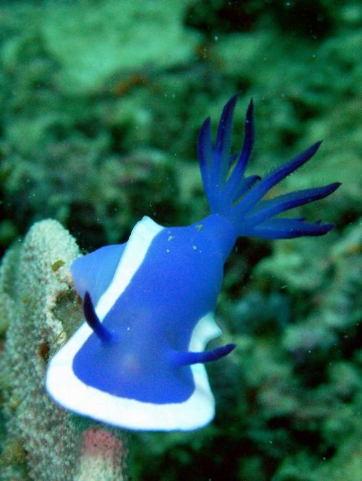 Hypselodoris cf bullockii-1