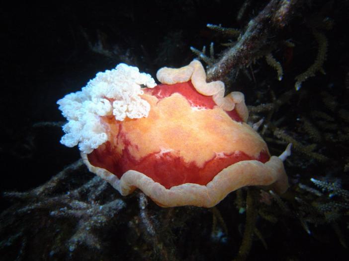 Hexabranchus sanguineus