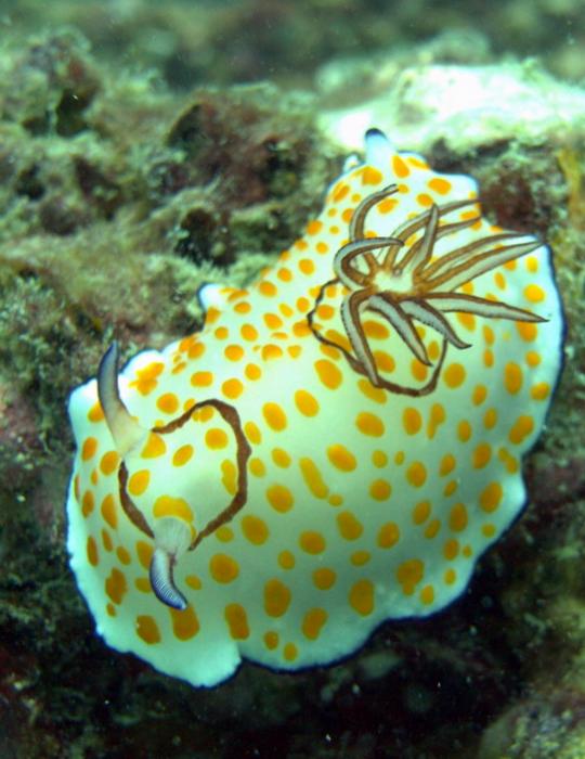 Chromodoris annulata