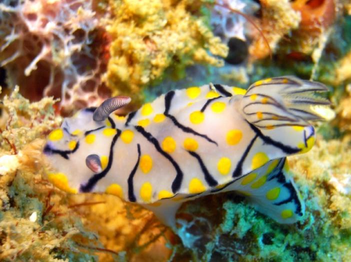 Hypselodoris sp 9