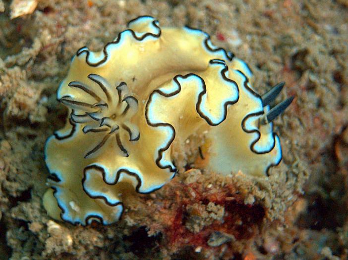 Glossodoris atromarginata