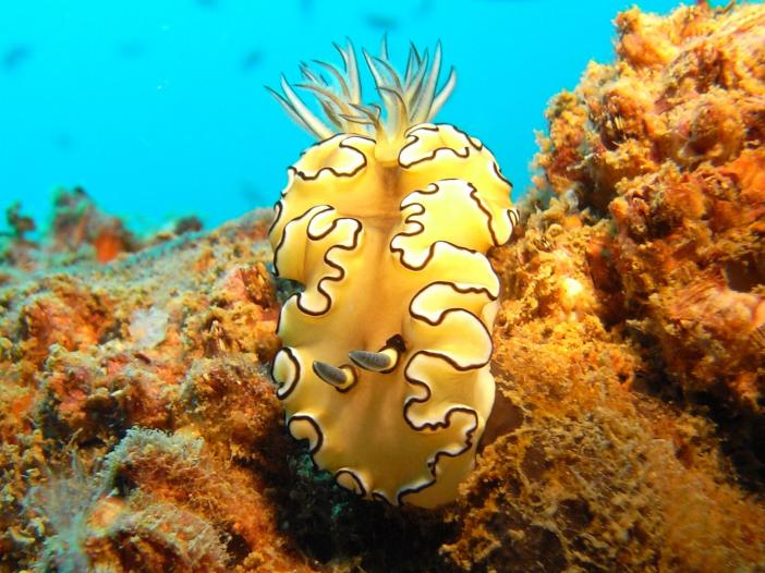 Glossodoris atromarginata