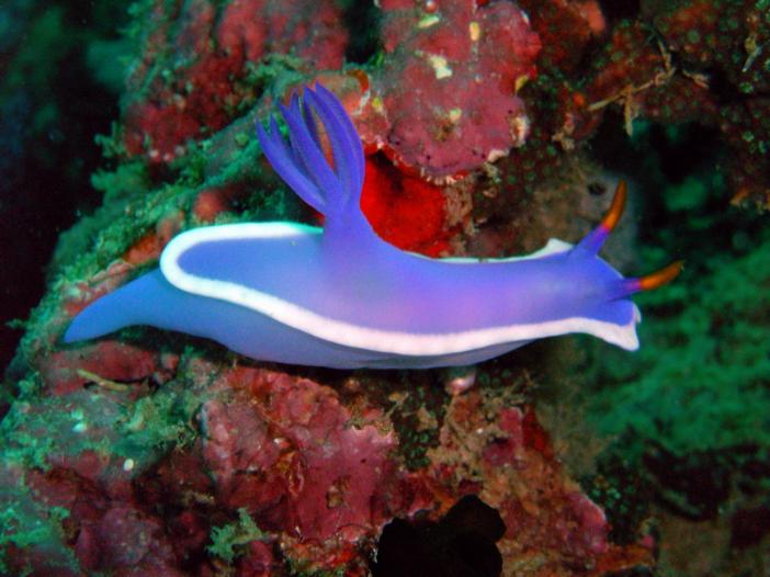 Hypselodoris cf bullockii-1