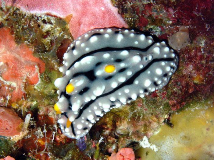 Phyllidia alyta