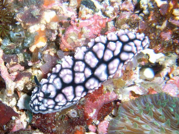 Phyllidiella pustulosa