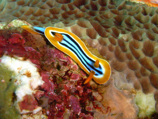 Chromodoris magnifica