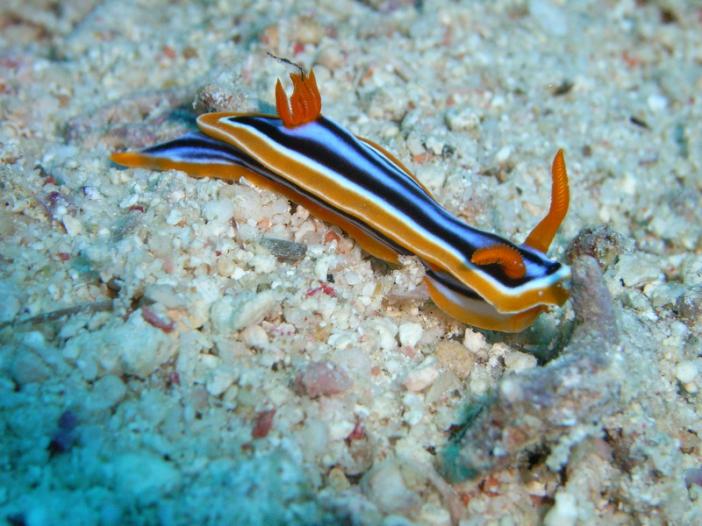 Chromodoris magnifica