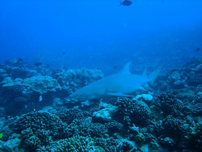 Lemon shark 1