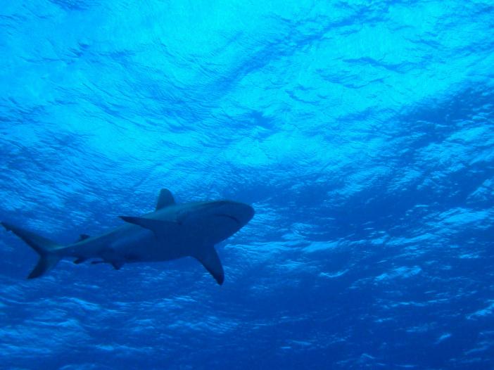 Gray Reef Shark 2