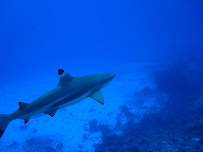 Blacktip Reef Shark