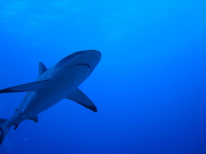 Gray Reef Shark 4