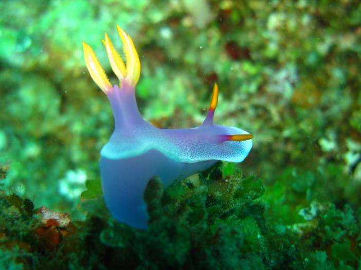  Hypselodoris bullocki