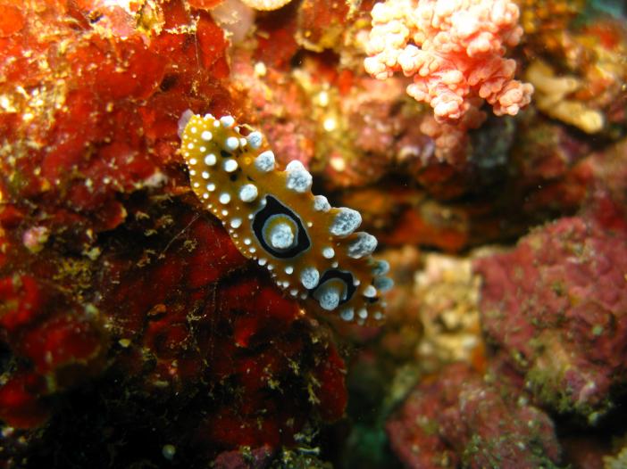 Phyllidia ocellata