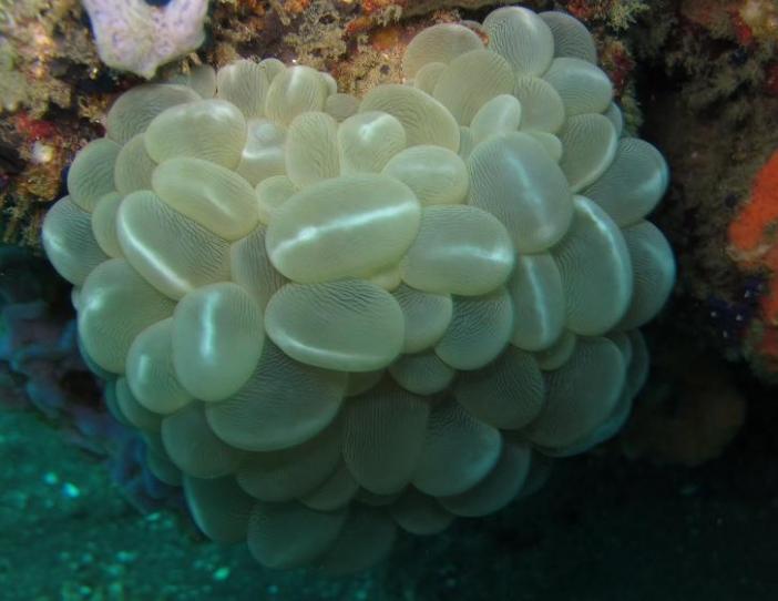 Eldorado house reef