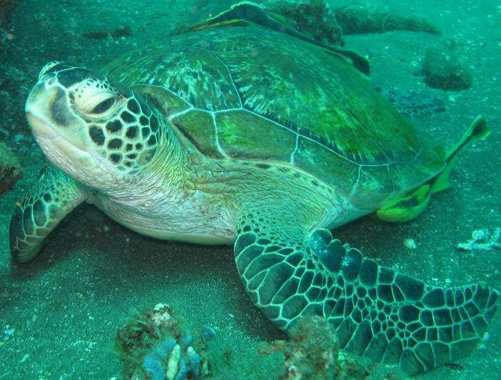 Eldorado house reef