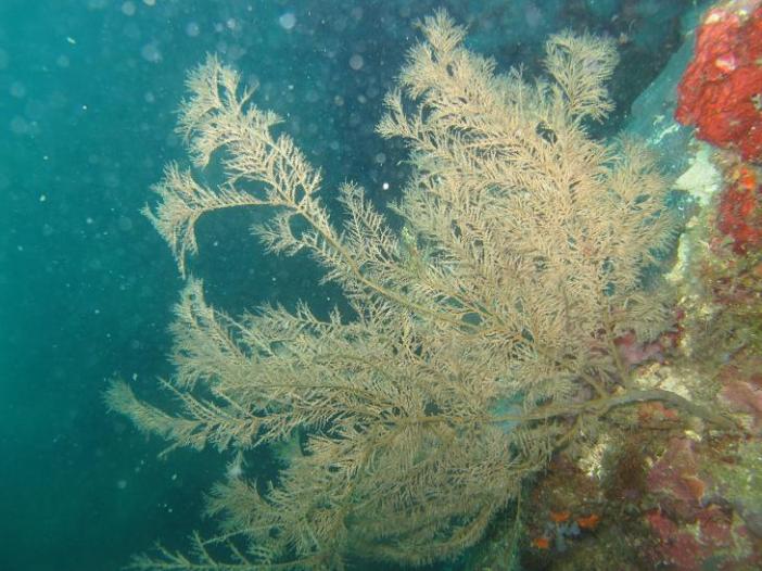 Apo Island,Chapel