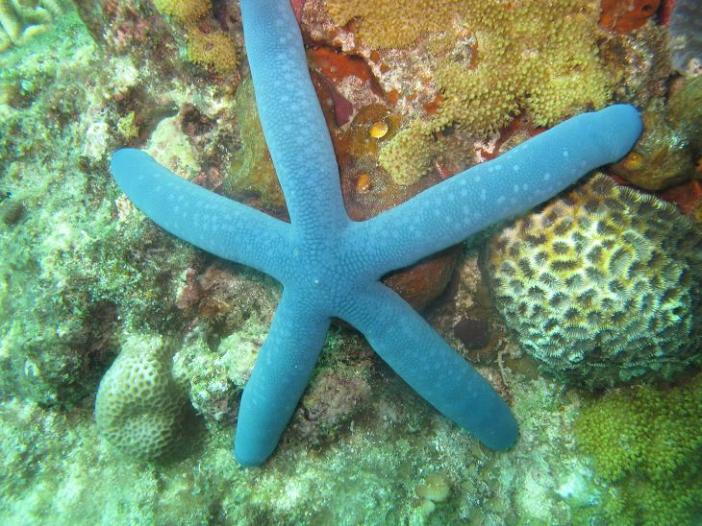 Apo Island,Chapel