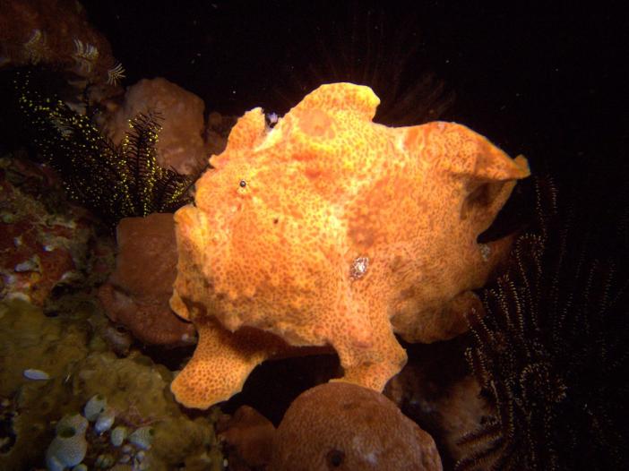 FROGFISH