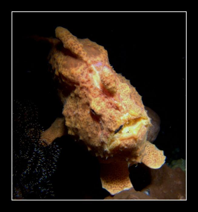 FROGFISH