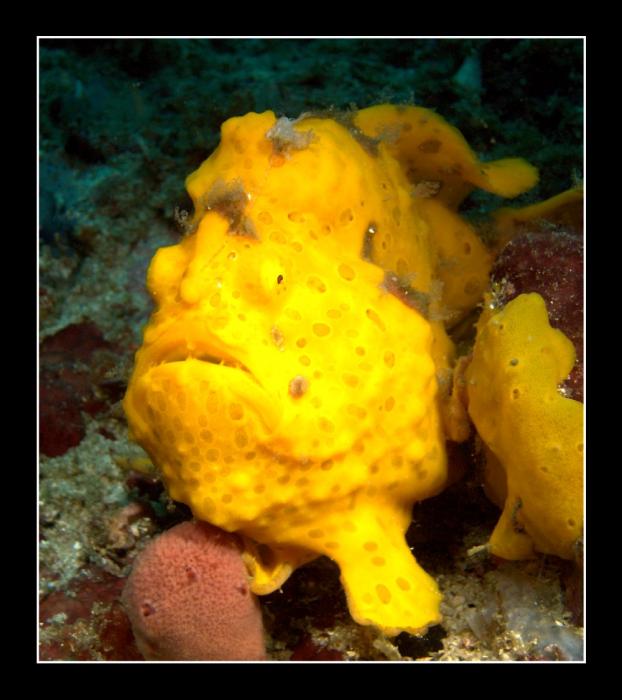 FROGFISH