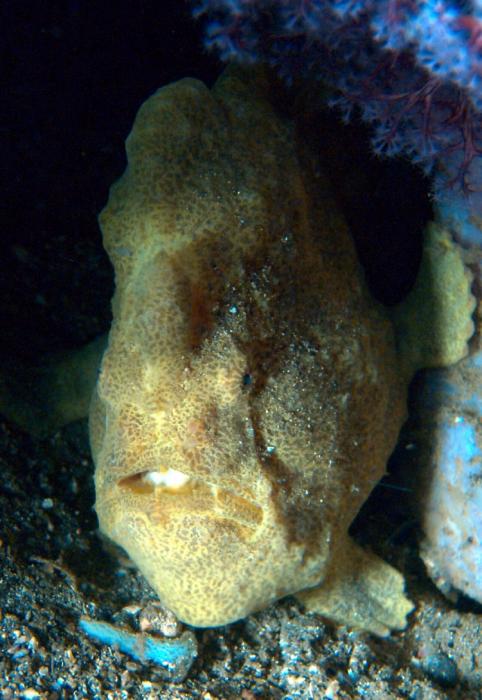 FROGFISH