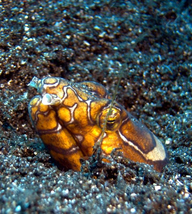 snake eel