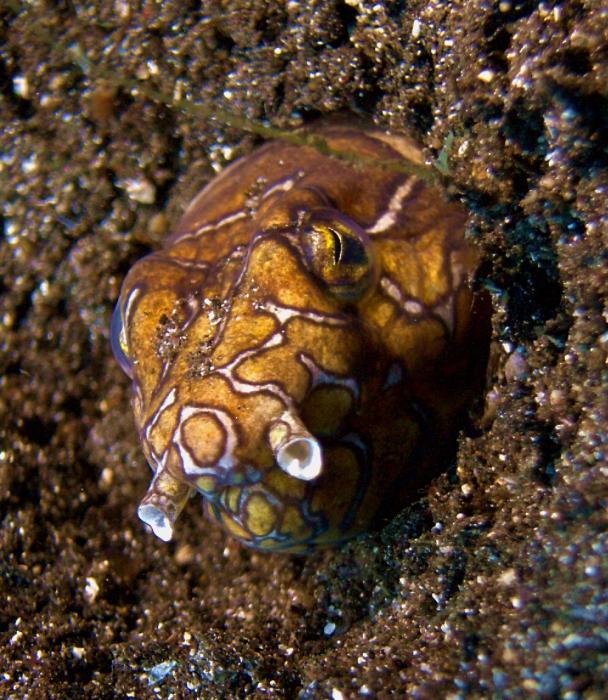 snake eel