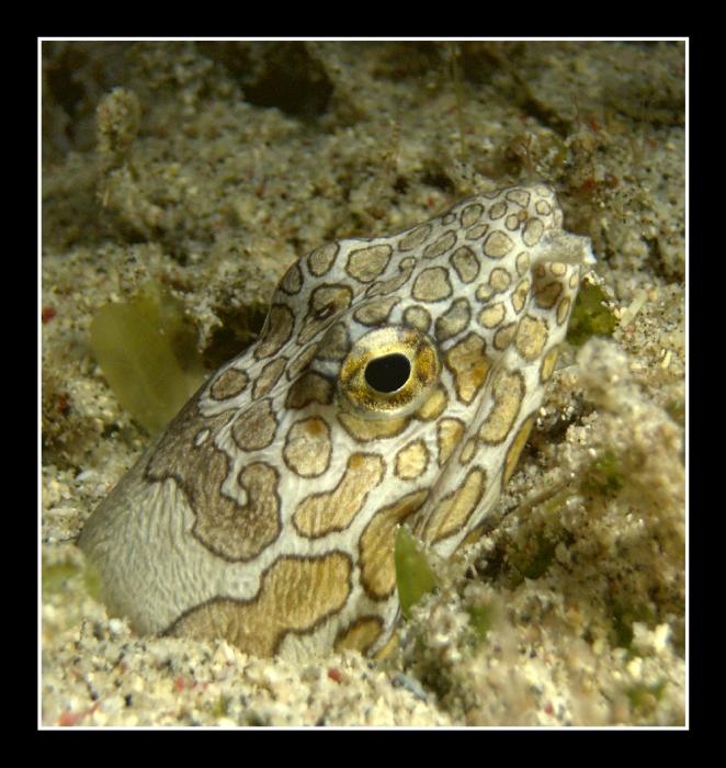 snake eel