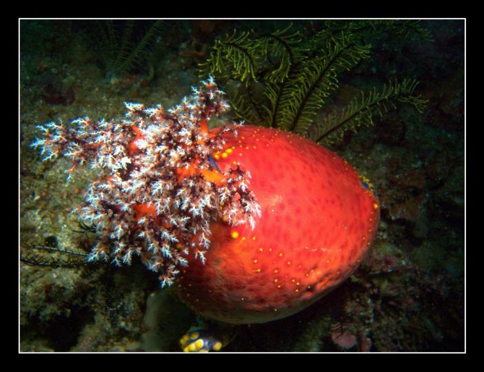 sea cucumber