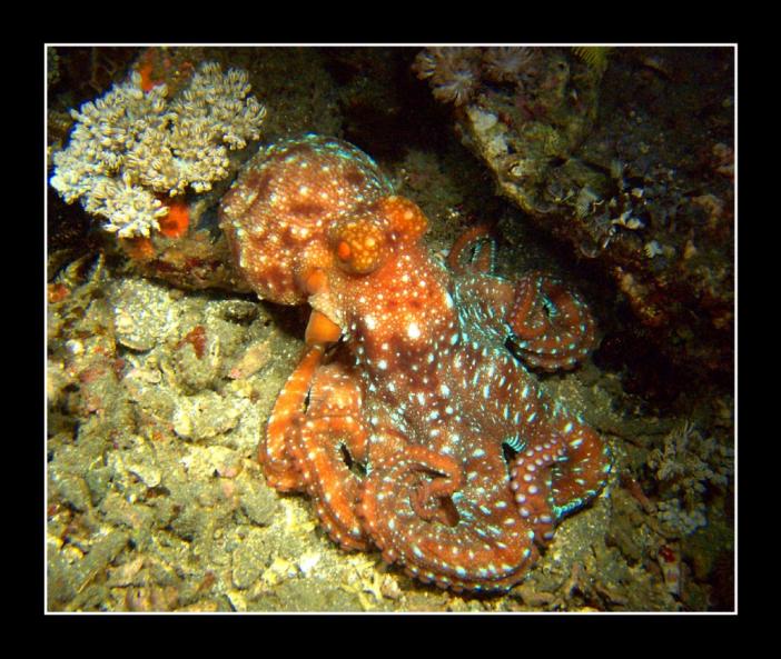 orange octopus