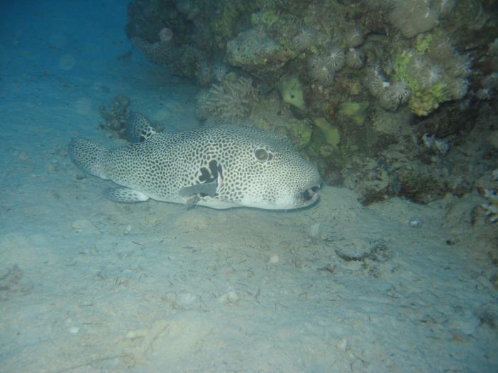 Arothron stellatus.