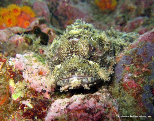 Scorpion Fish @ Sail Rock / Koh Tao