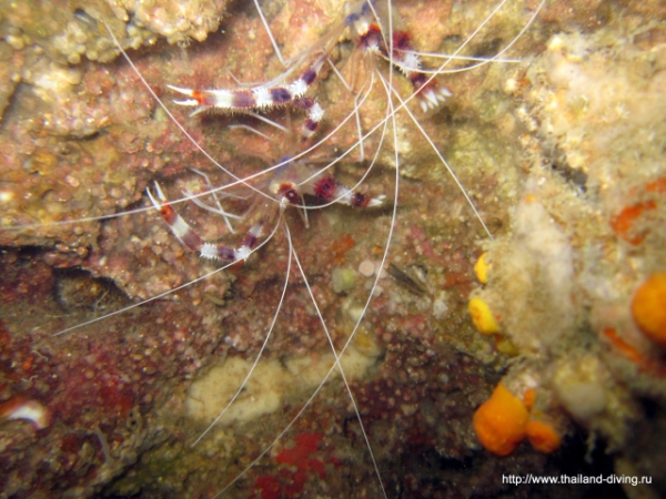 Boxer Shrimps @ Sail Rock / Koh Tao