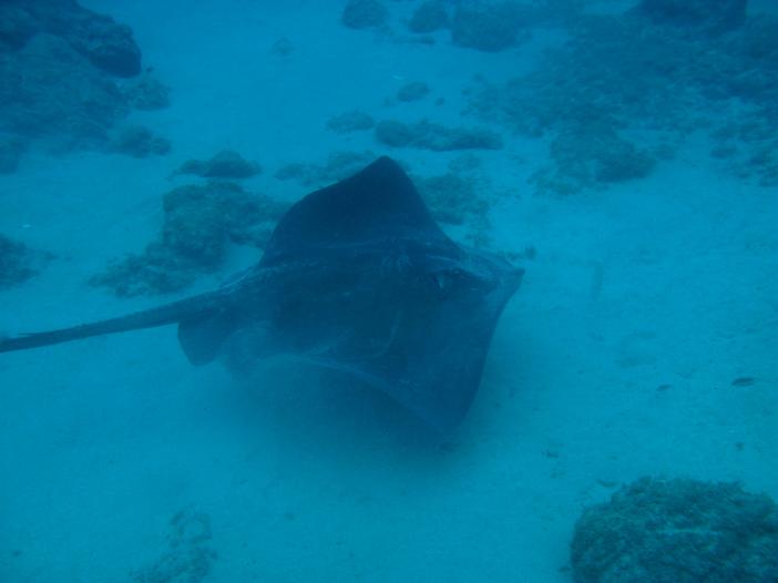 www.dive-man.ru