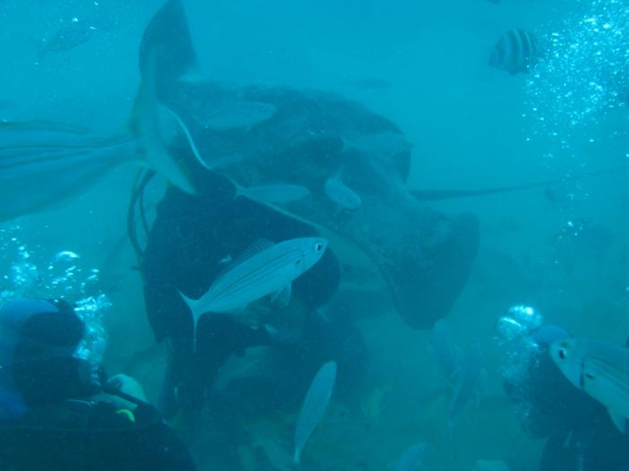 www.dive-man.ru