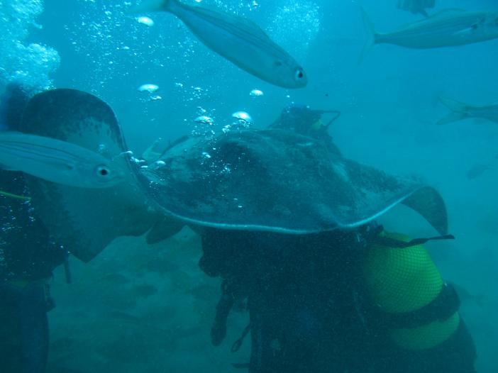www.dive-man.ru
