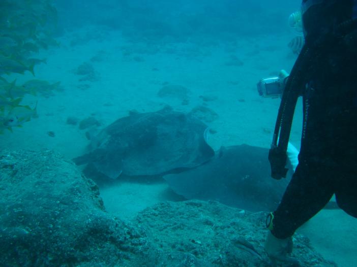 www.dive-man.ru