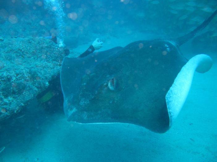 www.dive-man.ru