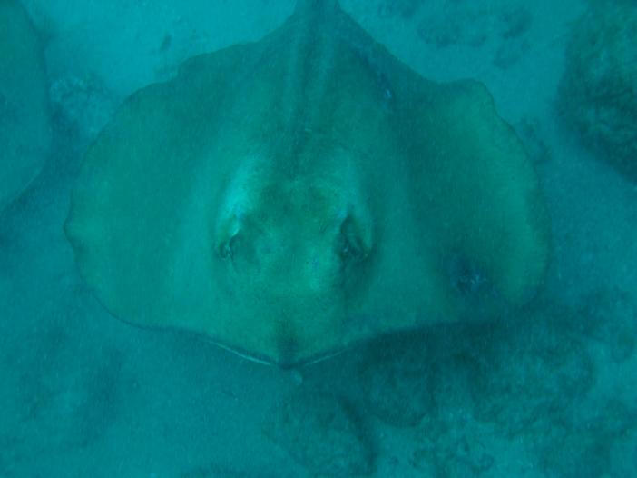 www.dive-man.ru
