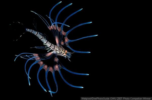  - . Juvenile Lionfish