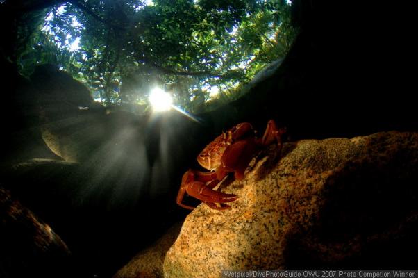   . Crab on a rock.