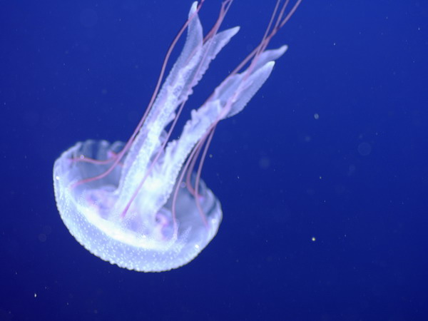 . Jellyfish