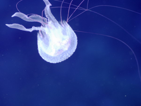 . Jellyfish