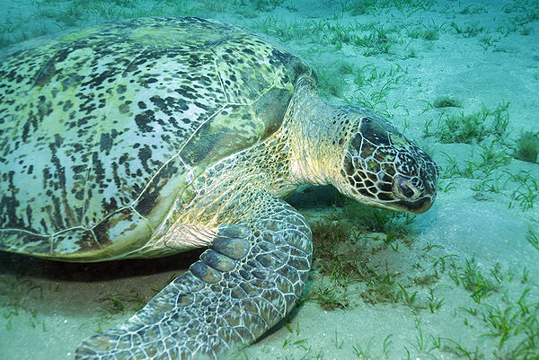  . Green Turtle