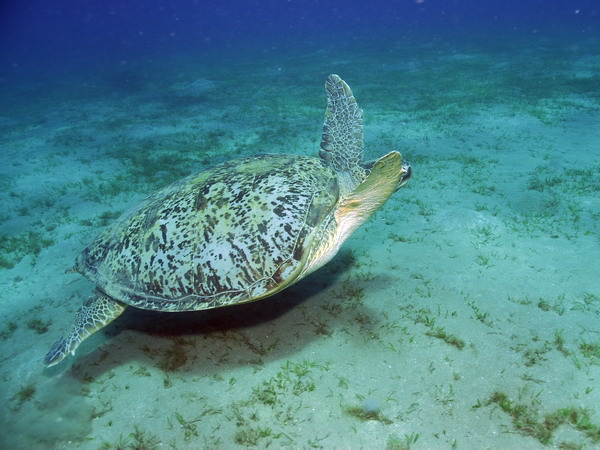  . Green Turtle