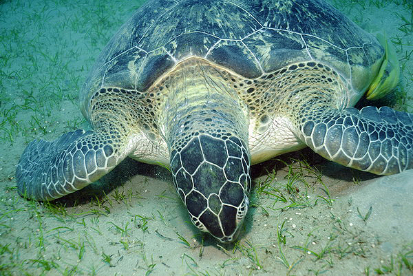  . Green Turtle